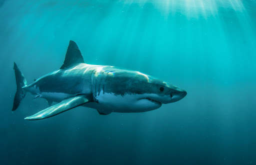 Shark Live Wallpaper (Wallpapers & Backgrounds) screenshot 12
