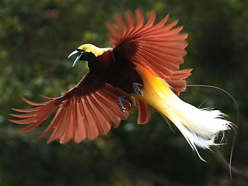 Paradise birds of Papua wallpaper screenshot 3