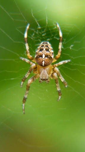 Spider Wallpapers screenshot 5