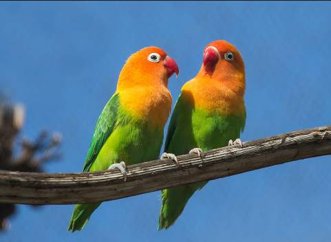 Wallpaper Lord Bird स्क्रीनशॉट 3