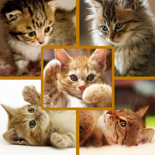 ikon Photo Collage - Kittens Cat