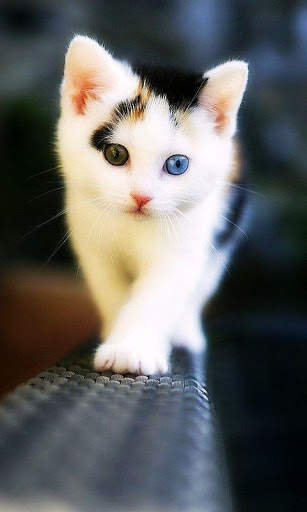 Cat Live Wallpaper screenshot 3
