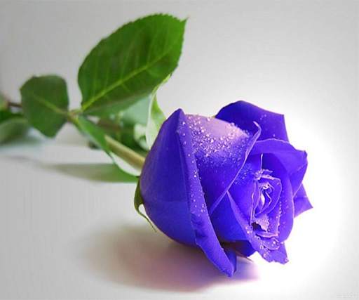 Blue Rose Live Wallpaper screenshot 4