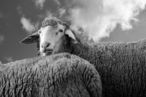 Cute Sheep - Funny Wallpapers screenshot 3