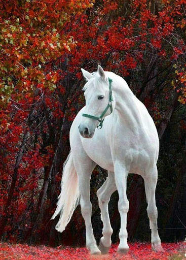 Horse  live wallpaper screenshot 3