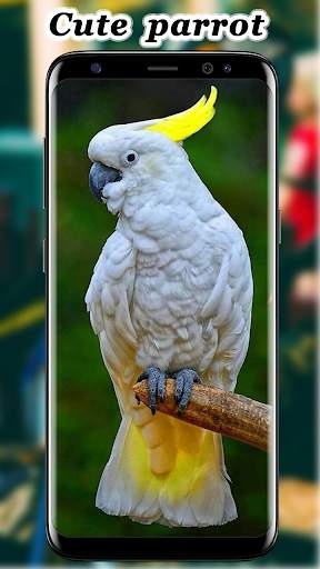 Cute Parrot Wallpaper screenshot 5