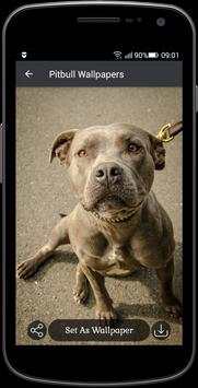 Pitbull Wallpapers screenshot 4