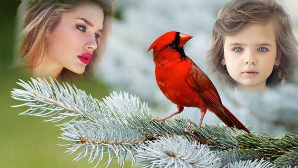 Birds Photo Frames स्क्रीनशॉट 3
