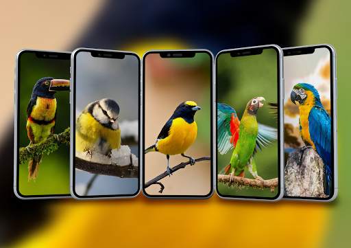 Bird Wallpaper screenshot 1