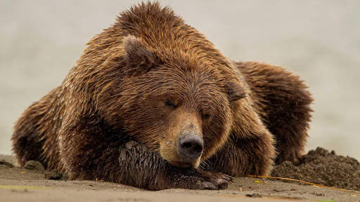 Bear Wallpapers HD & 4k Backgrounds screenshot 17