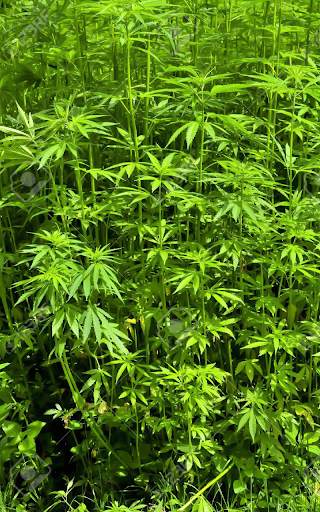 Weed Wallpaper screenshot 7