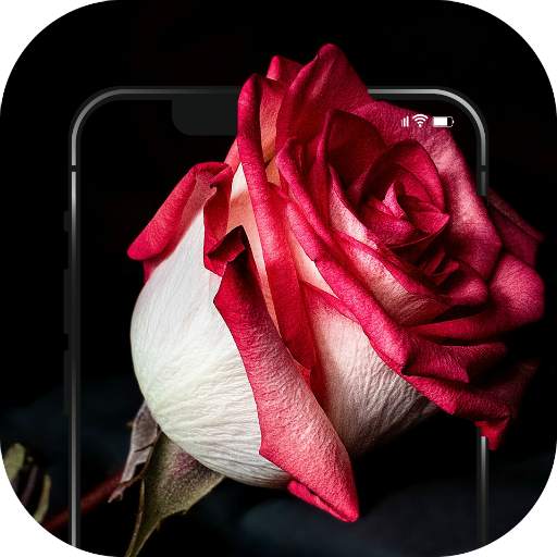 ✿ HD Flowers Wallpaper - 4K Beautiful Flowers 1.0.4