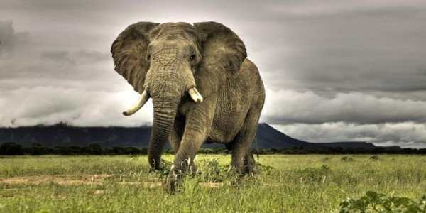 Elephants Live Wallpaper screenshot 1