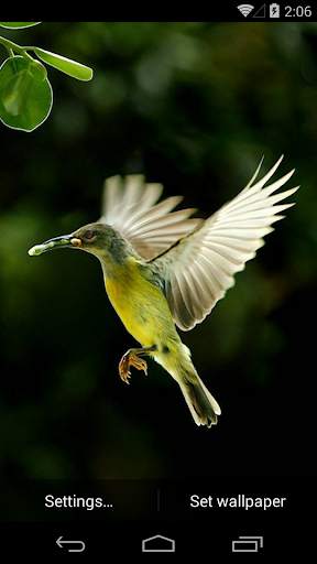 Beautiful Birds Live Wallpaper screenshot 6