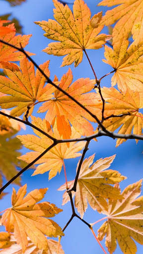 Autumn Wallpapers HD & 4k Backgrounds screenshot 4