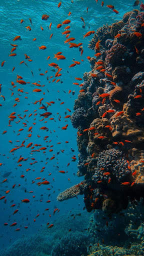 Colorful Tropical Fishes screenshot 2