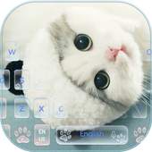 Cute Kitty Cat Live Wallpaper Theme 10002000