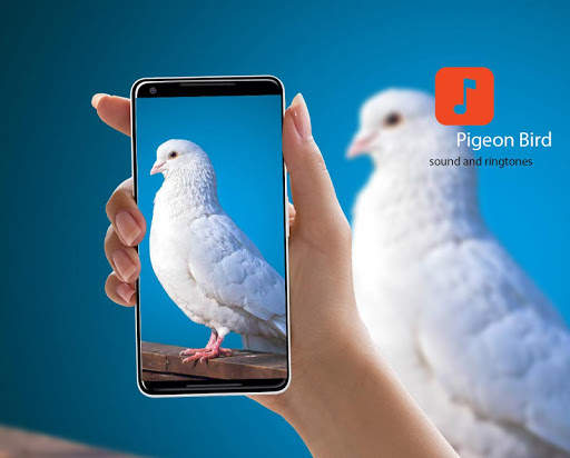 Pigeon Bird Sounds screenshot 1
