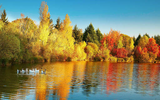 Autumn Wallpapers | hd backgrounds screenshot 20