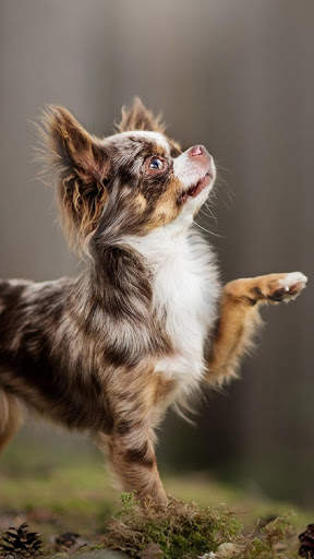 Chihuahua Wallpaper HD & 4k Backgrounds screenshot 7