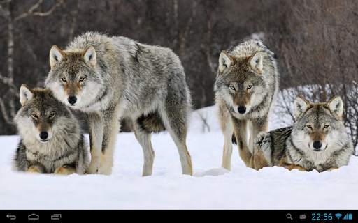 Wolves live wallpaper screenshot 4