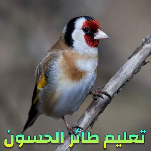 صوت طائر الحسون للتعليم - بدون نت 1.0