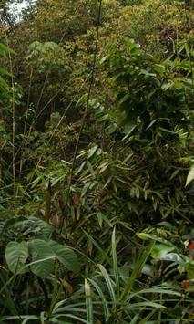 Jungle Wallpapers screenshot 3