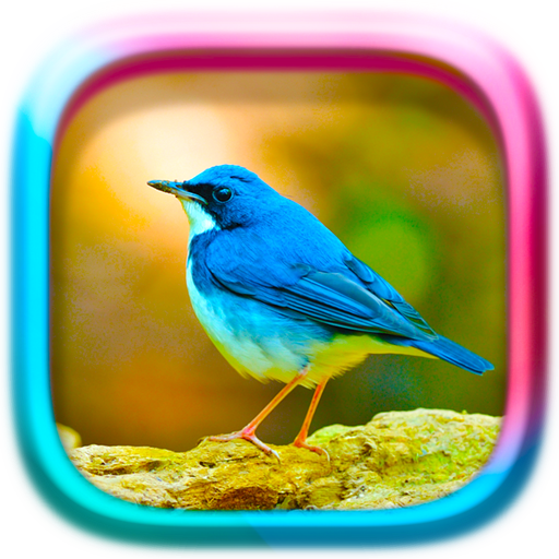 Picture Puzzle: Birds icon