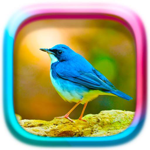 Picture Puzzle: Birds 1.1699998
