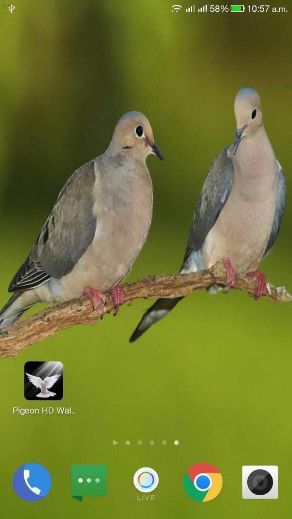 Pigeon HD Wallpaper screenshot 4