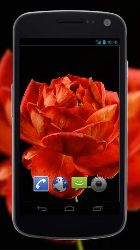4K Red Rose Video Live Wallpaper screenshot 3