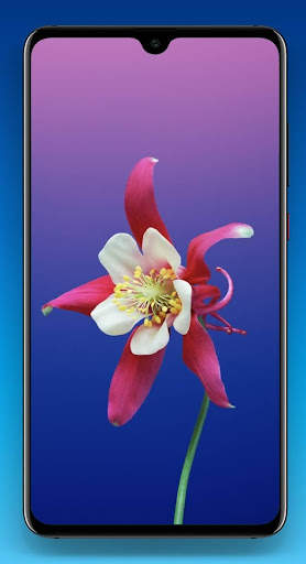 Beautiful Flower Wallpaper HD screenshot 4