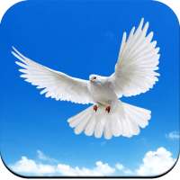 Pigeon Wallpaper HD on 9Apps