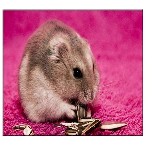 Hamster Live Wallpaper 1.0