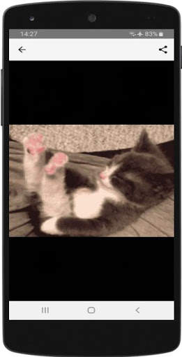 Funny Cats Gif screenshot 3