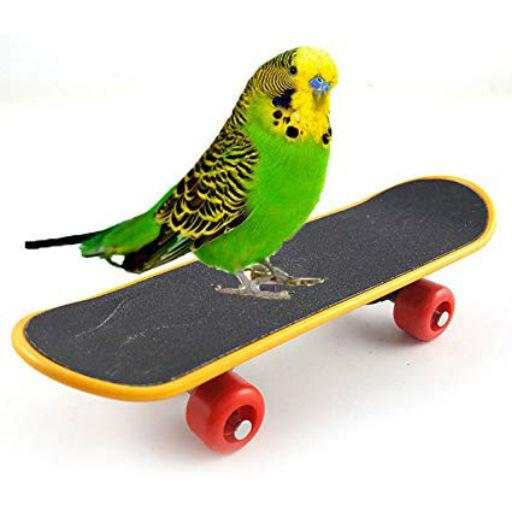 Train your parrot 1.0
