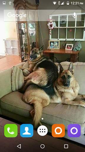 German Shepherd Dog Wallpaper screenshot 4