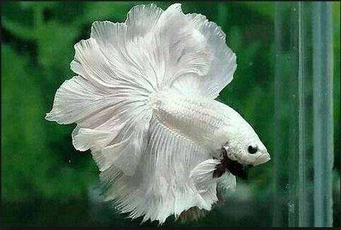 Diy Decorative Fish screenshot 5