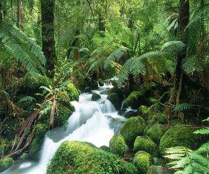 Jungle Live Wallpaper screenshot 2