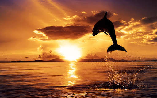 Sunset Wallpaper screenshot 1