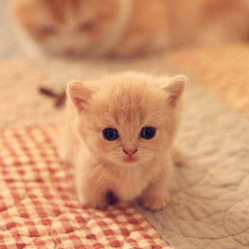 Cat Wallpapers HD Cute screenshot 3