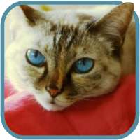 Beautiful Cat Video Wallpaper