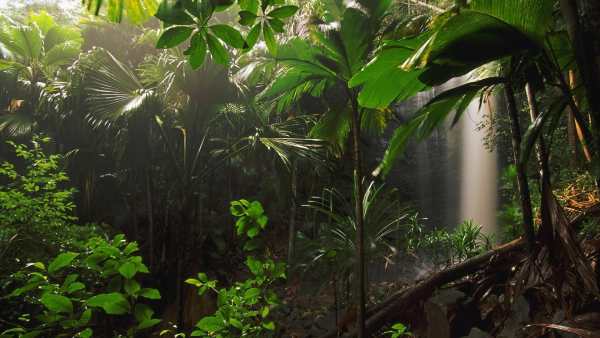 Jungle Live Wallpaper : 7fon & LWP screenshot 9