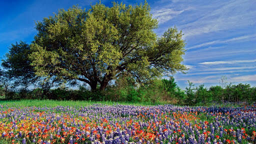 Spring Wallpapers : backgrounds hd screenshot 12