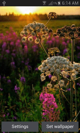 Evening Flowers Live Wallpaper screenshot 1