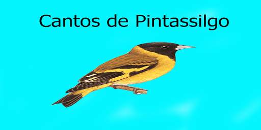 Cantos de Pintassilgo LITE 2 screenshot 3
