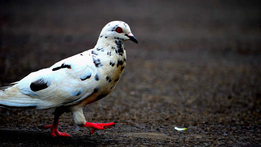 Lonely Pigeon. Birds Wallpapers स्क्रीनशॉट 5