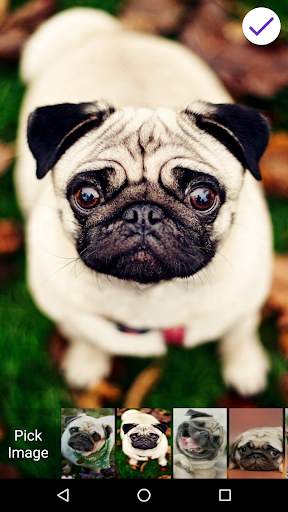 Pug Lock Screen screenshot 6