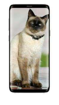 Cute Cats All Beauty Wallpaper screenshot 4