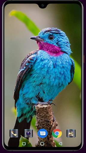 Bird Wallpaper screenshot 6